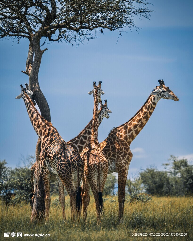 草原上的长颈鹿群