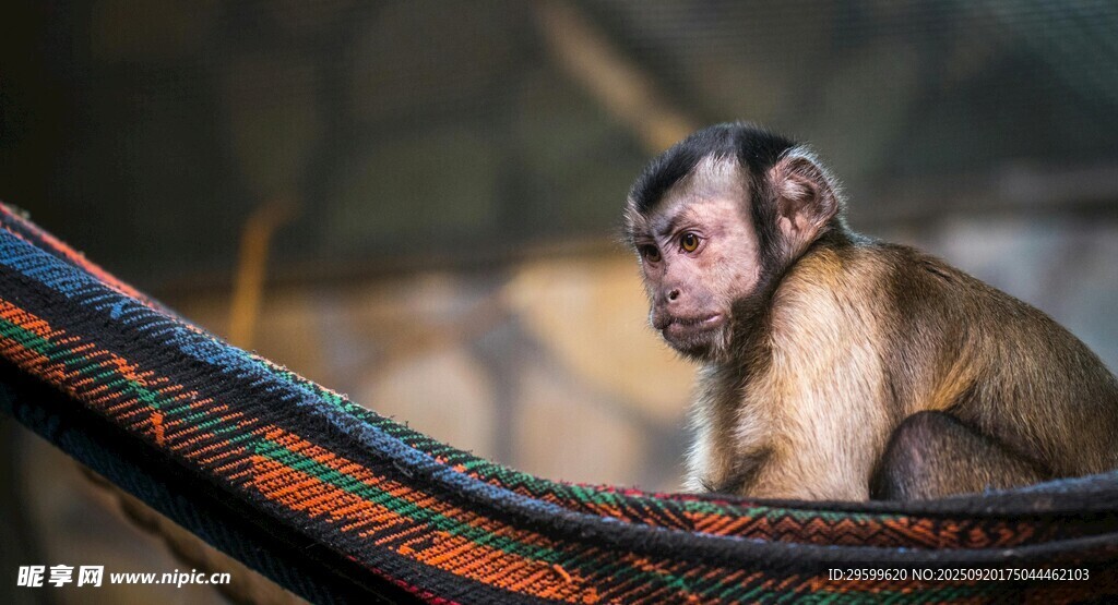 吊床上的小猴