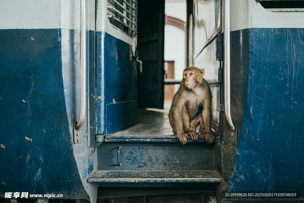楼梯上的孤独猴子