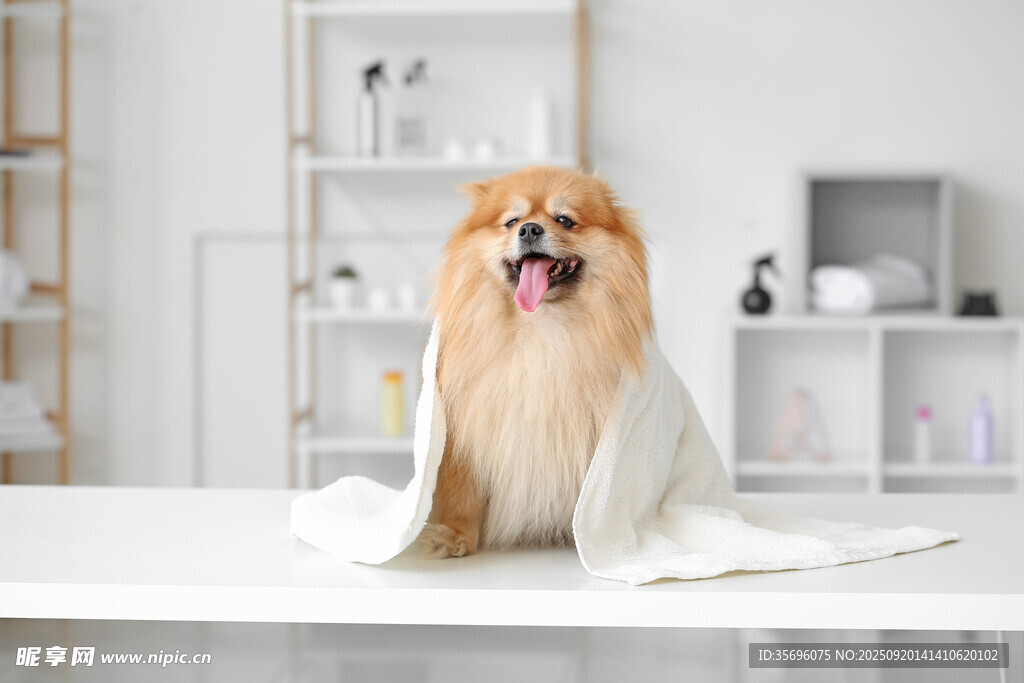 可爱长毛犬坐在整洁室内