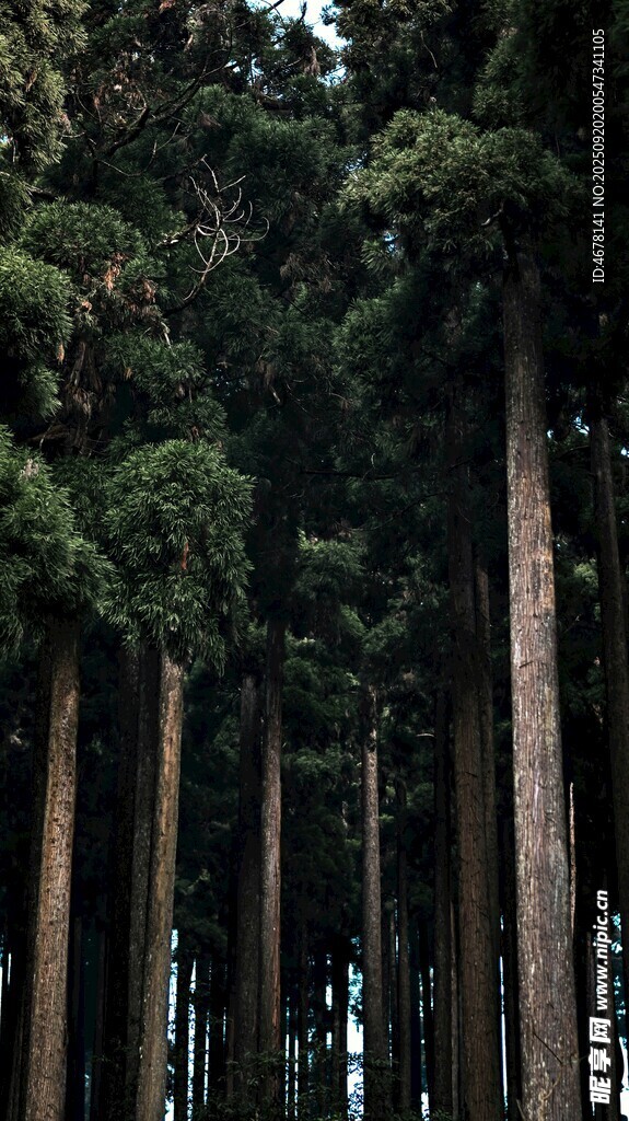 茂密森林中的高大树木