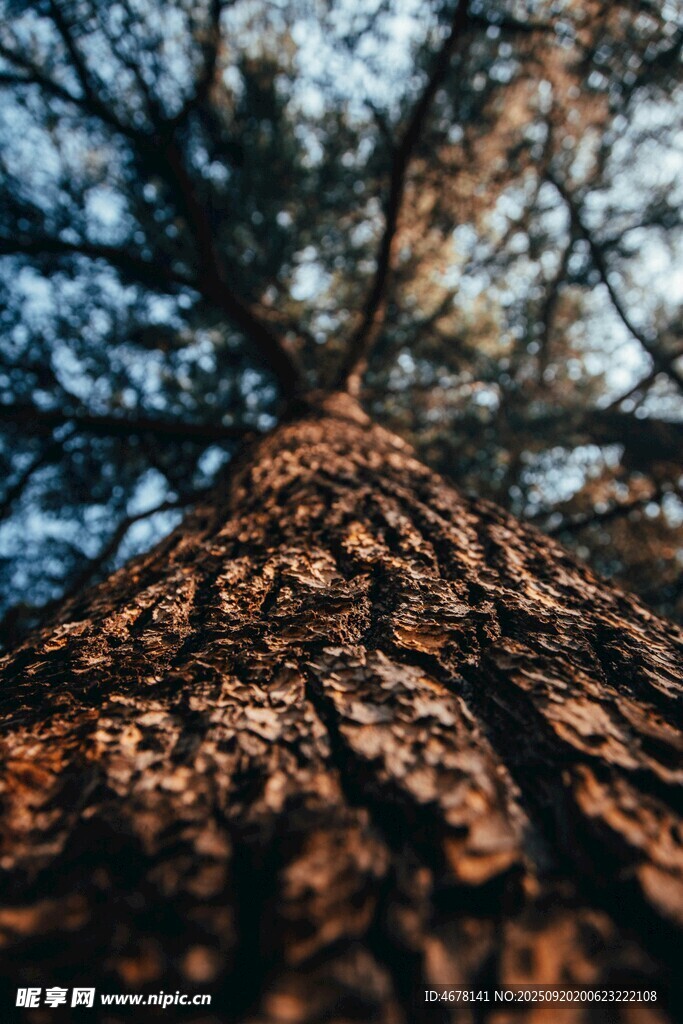 仰视下的粗糙树干纹理