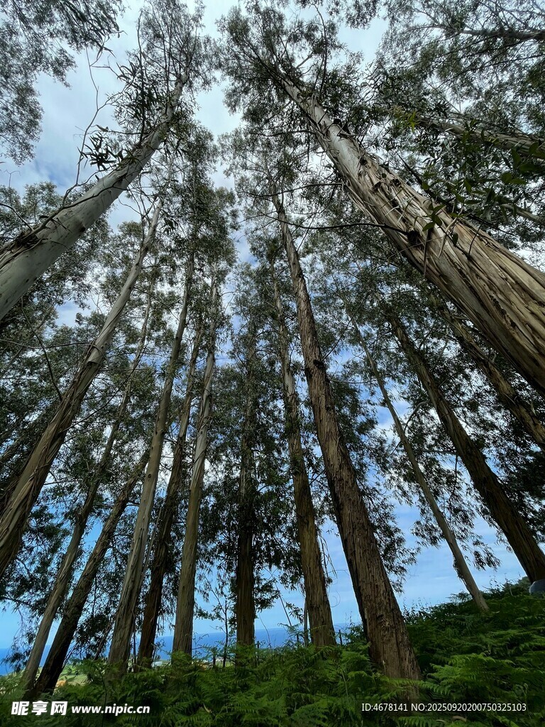 高耸入云的茂密杉树林