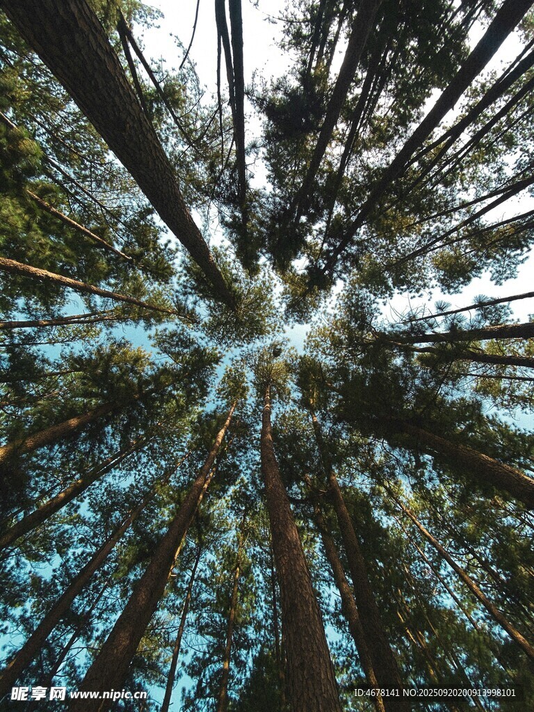 仰视茂密森林树冠景象