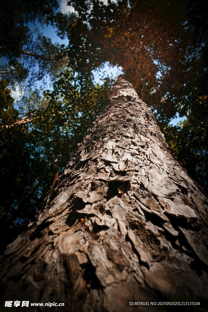 仰视粗壮树干的独特视角