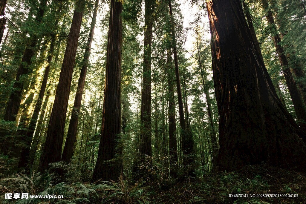 阳光洒落的茂密森林