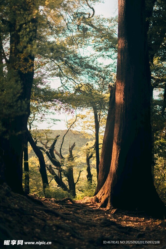 森林中的阳光斑驳美景