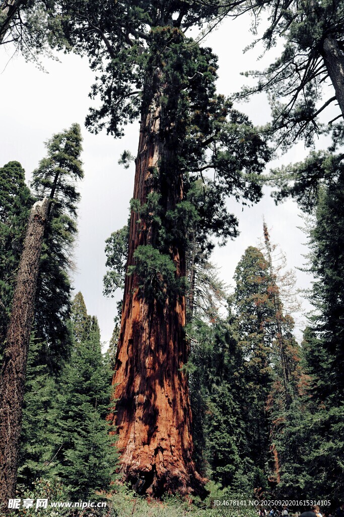 高大红杉树森林景象