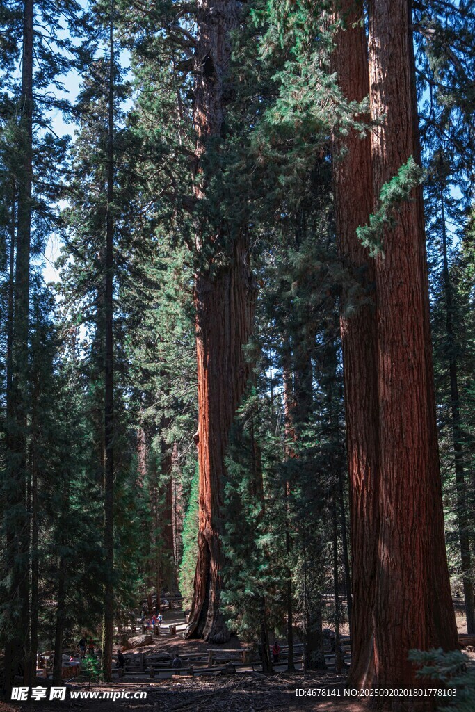 红杉林中的静谧自然景观