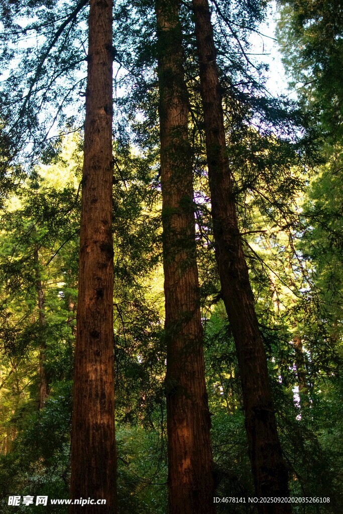 阳光洒落的茂密森林