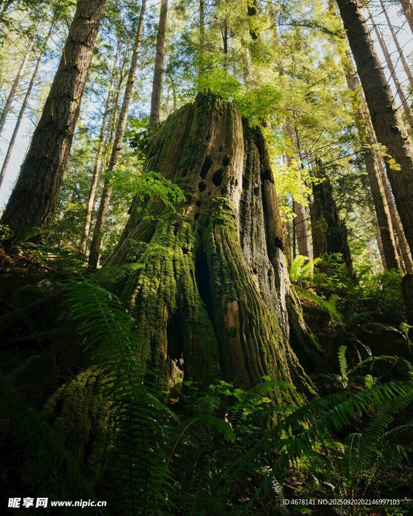 茂密森林中的古老大树