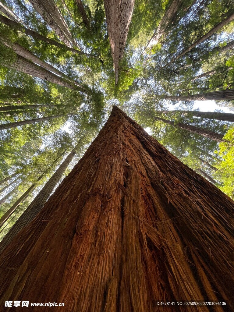 仰望参天巨树