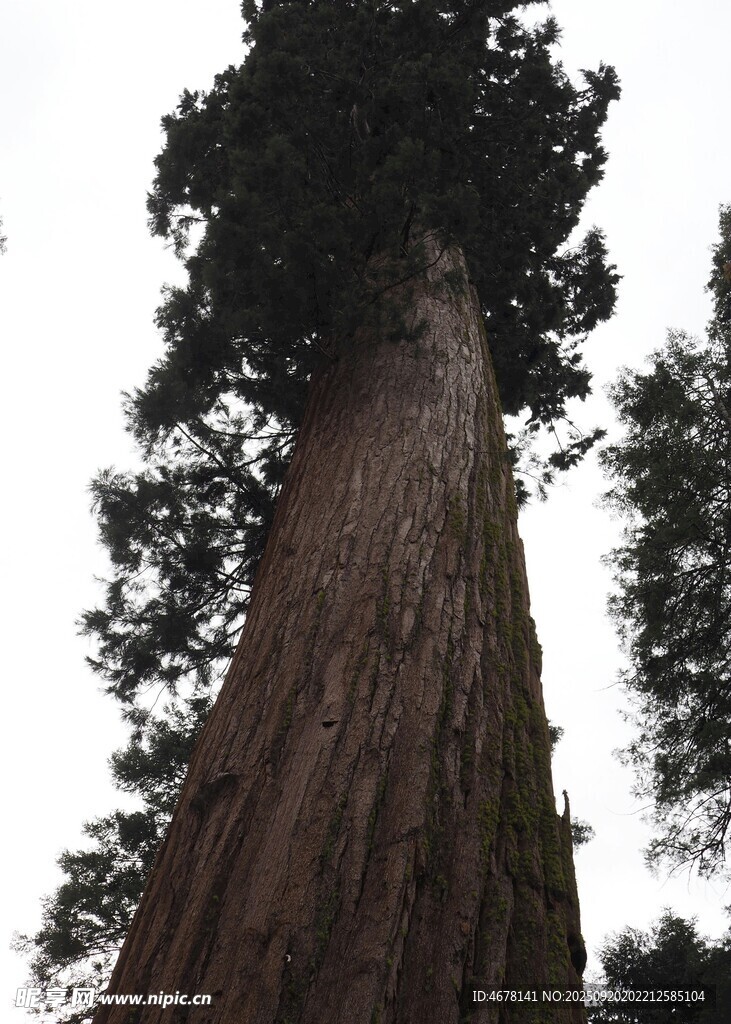 高耸入云的粗壮参天大树