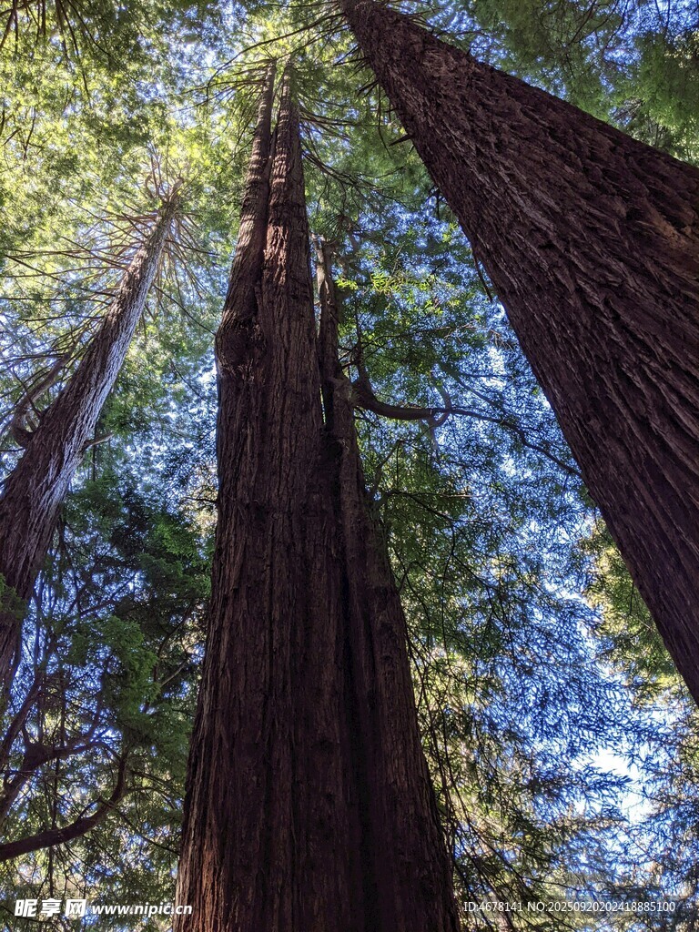 仰望参天巨树森林美景