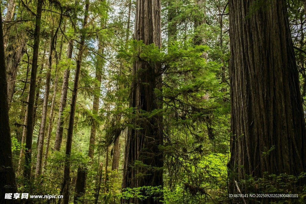 茂密森林中的高大树木