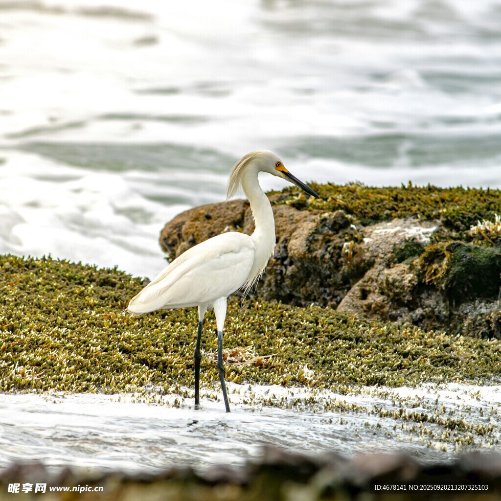岸边白鹭于浅滩悠然伫立