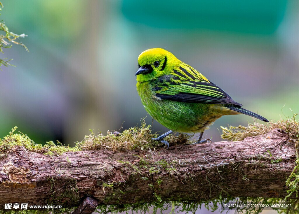 绿羽小鸟栖于苔藓树枝
