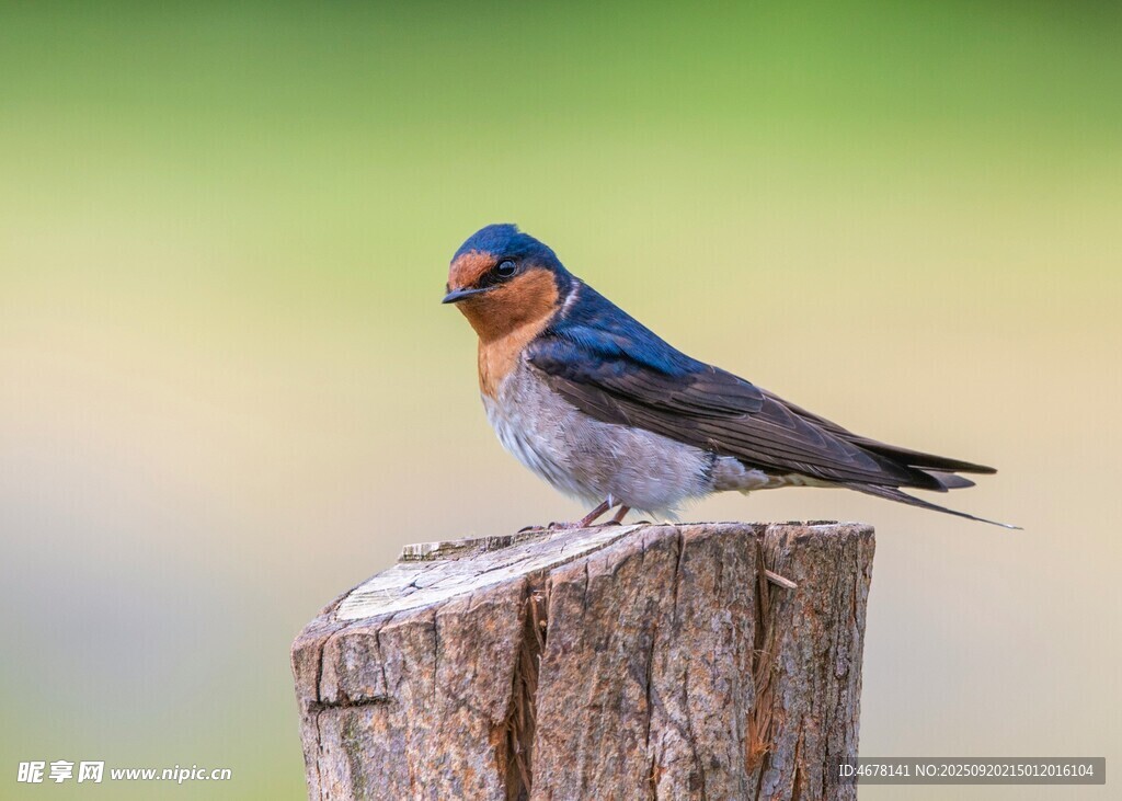 木桩上的美丽燕子