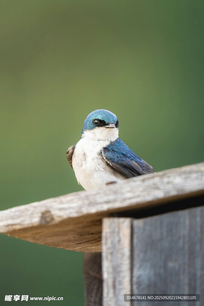 蓝羽小鸟栖于木栏