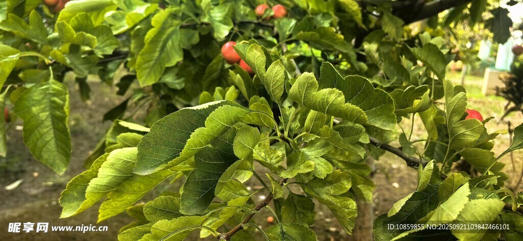 绿叶间的鲜艳果实