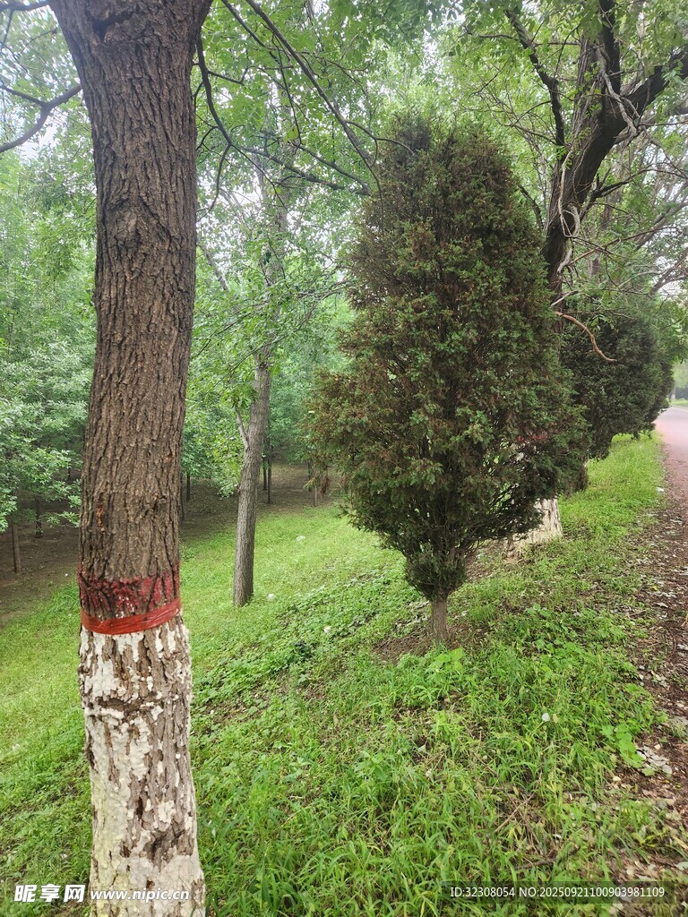 林间树木与葱郁草地