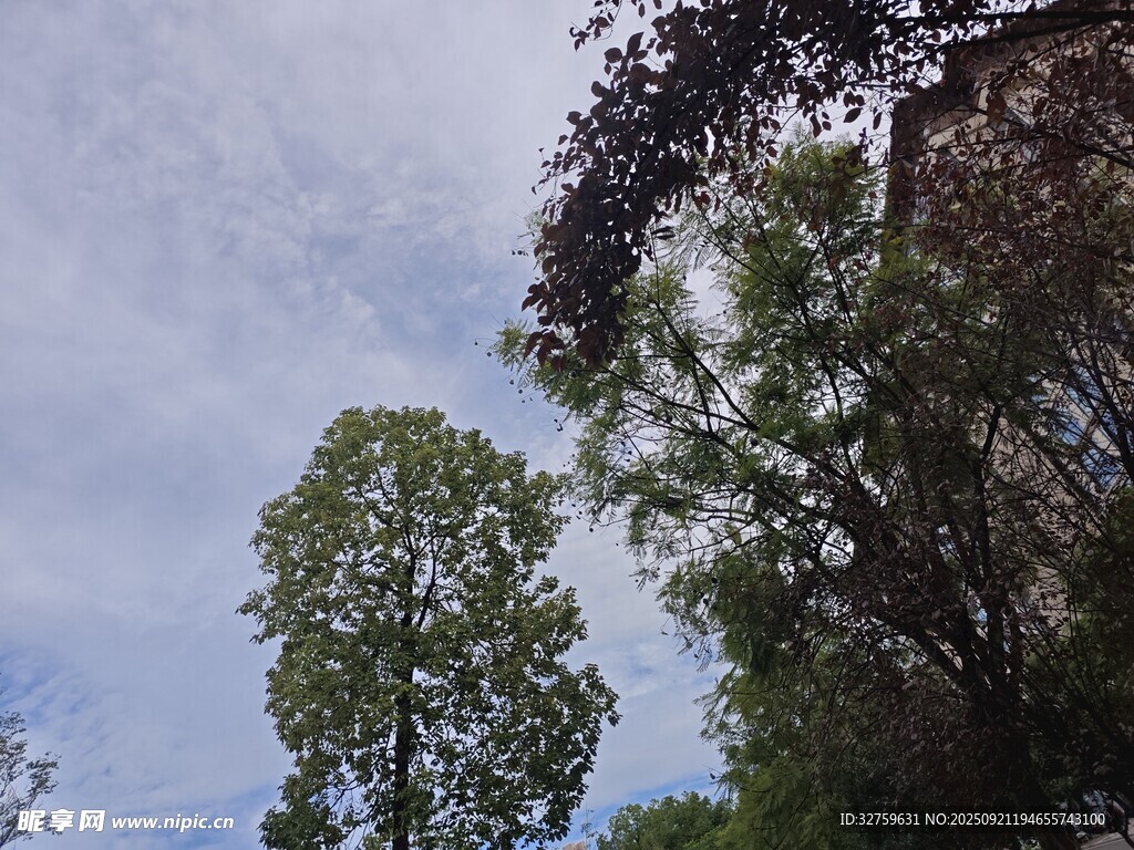 蓝天白云下的葱郁树木