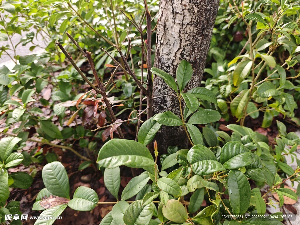 树下繁茂绿植景观