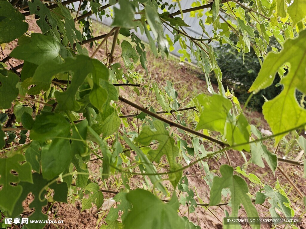 绿叶繁茂的自然景象