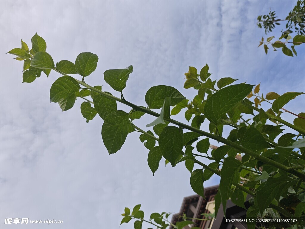 枝头绿叶映蓝天