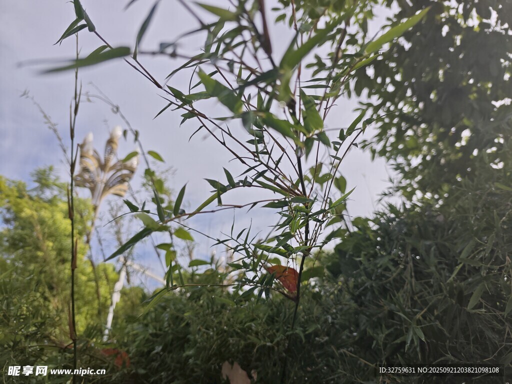 竹林绿意盎然景象