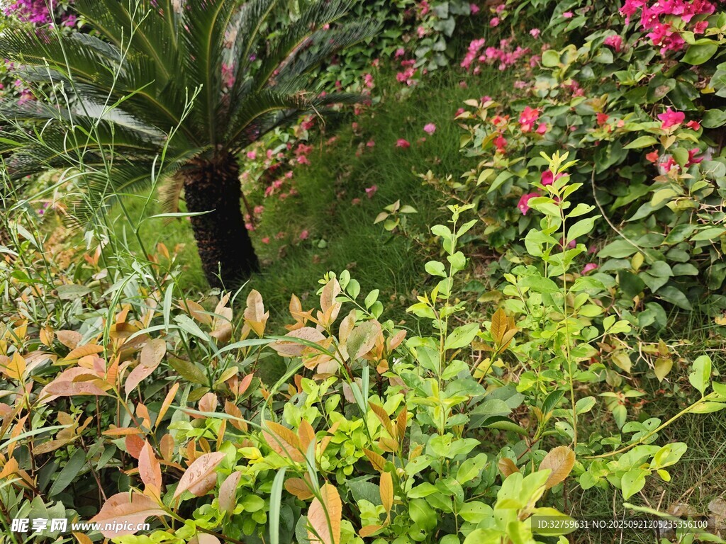 多彩繁茂的花园植物景观