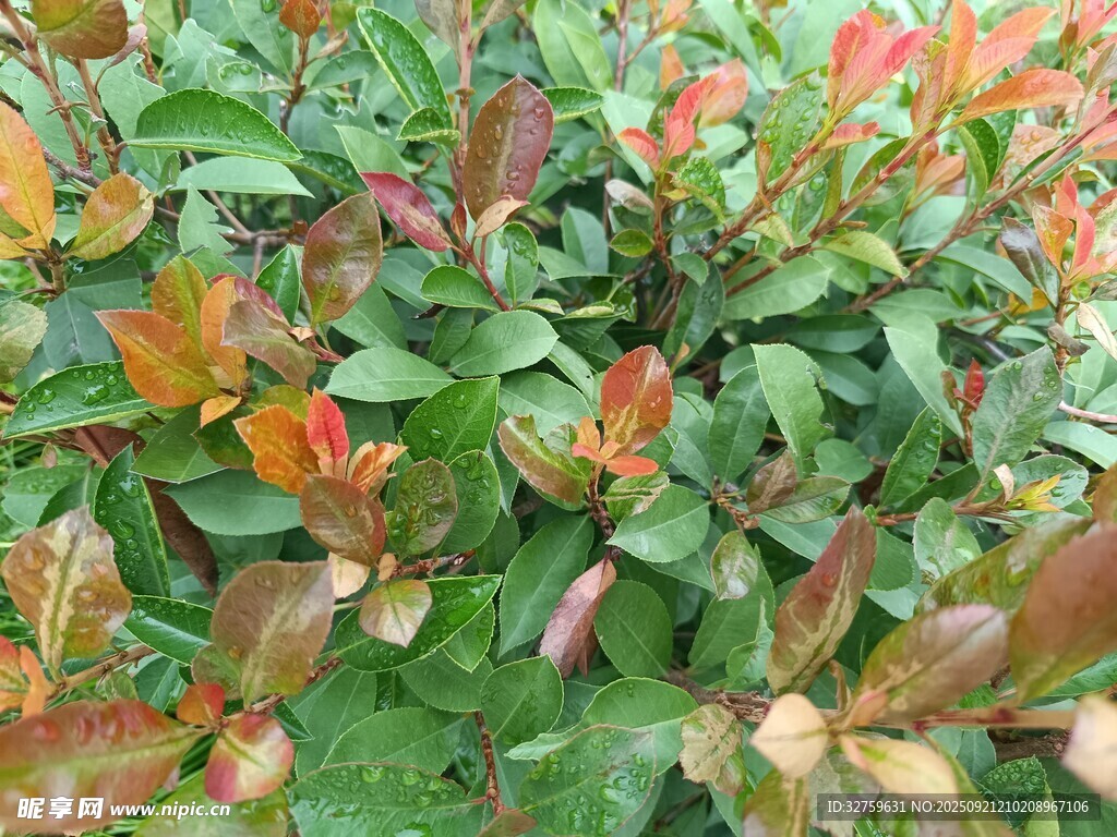 多彩叶片植物景观