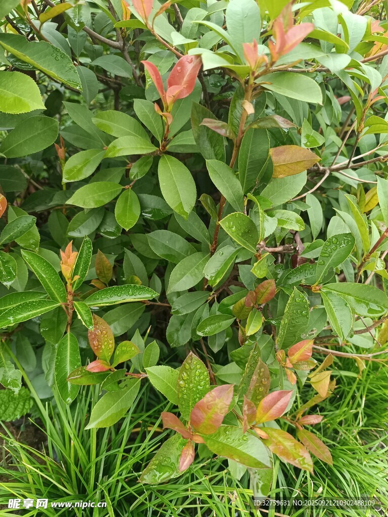 绿叶红边植物特写