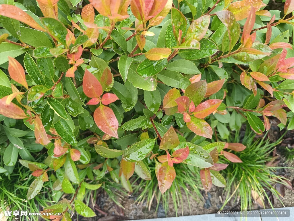 多彩叶片植物景观