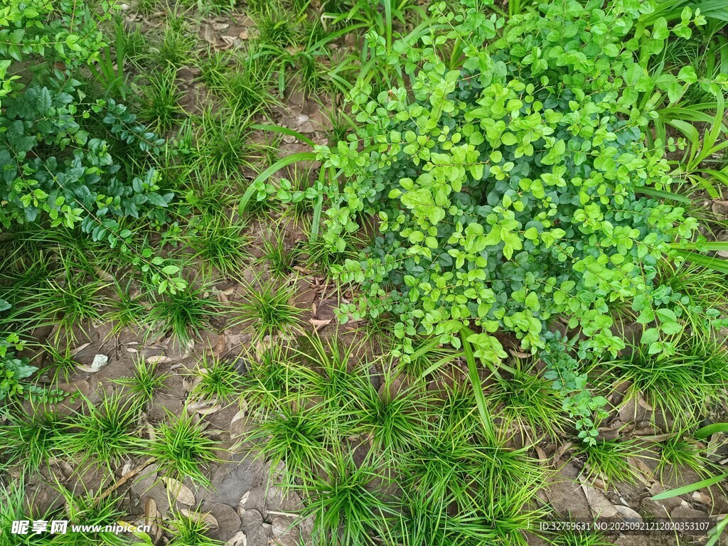 绿意盎然的草地与植被