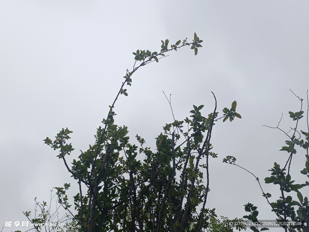 枝头绿植映灰白天空