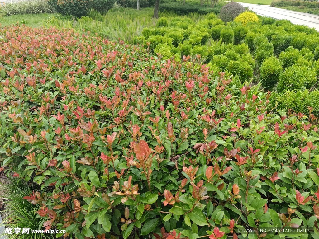 红绿叶植物农田景观