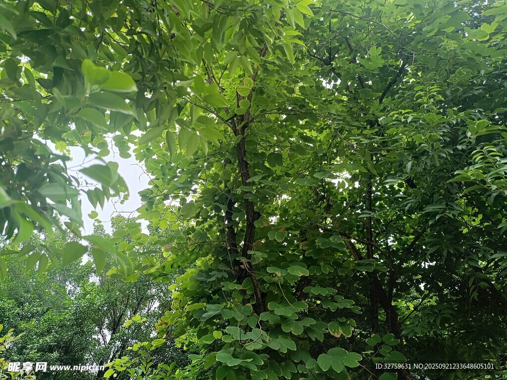 茂密绿荫下的清新自然