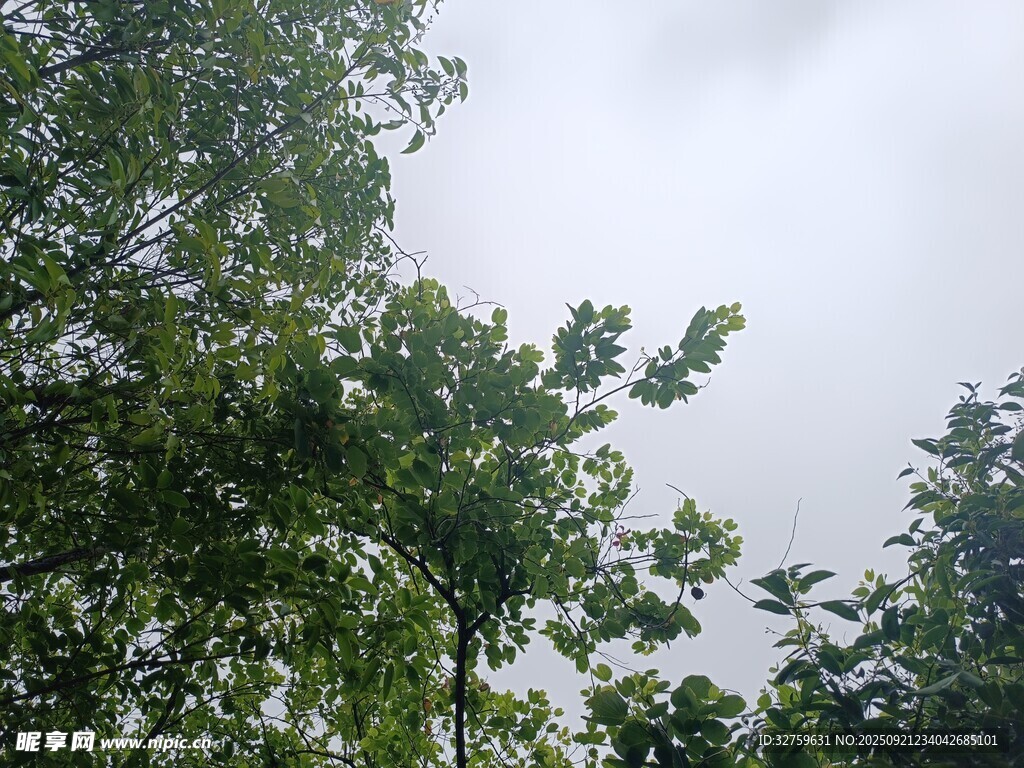 绿树映灰天的自然景致