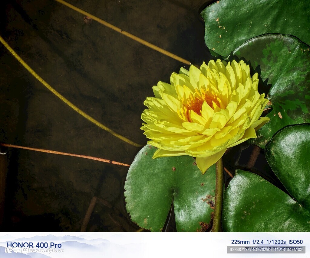 黄色睡莲绽放