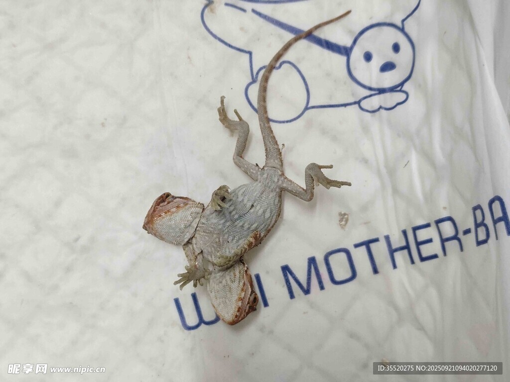  双头鬃狮蜥 稀有鬃狮蜥