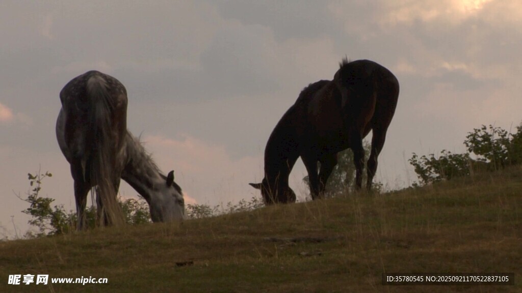 夕阳下的两匹马