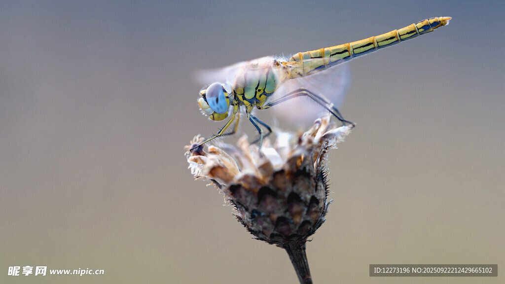 蜻蜓停歇枯萎花朵