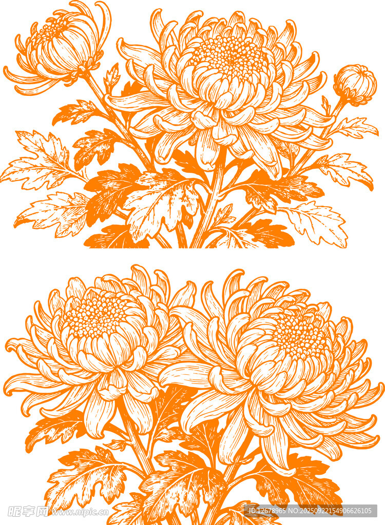 橙色菊花花卉图案设计素材