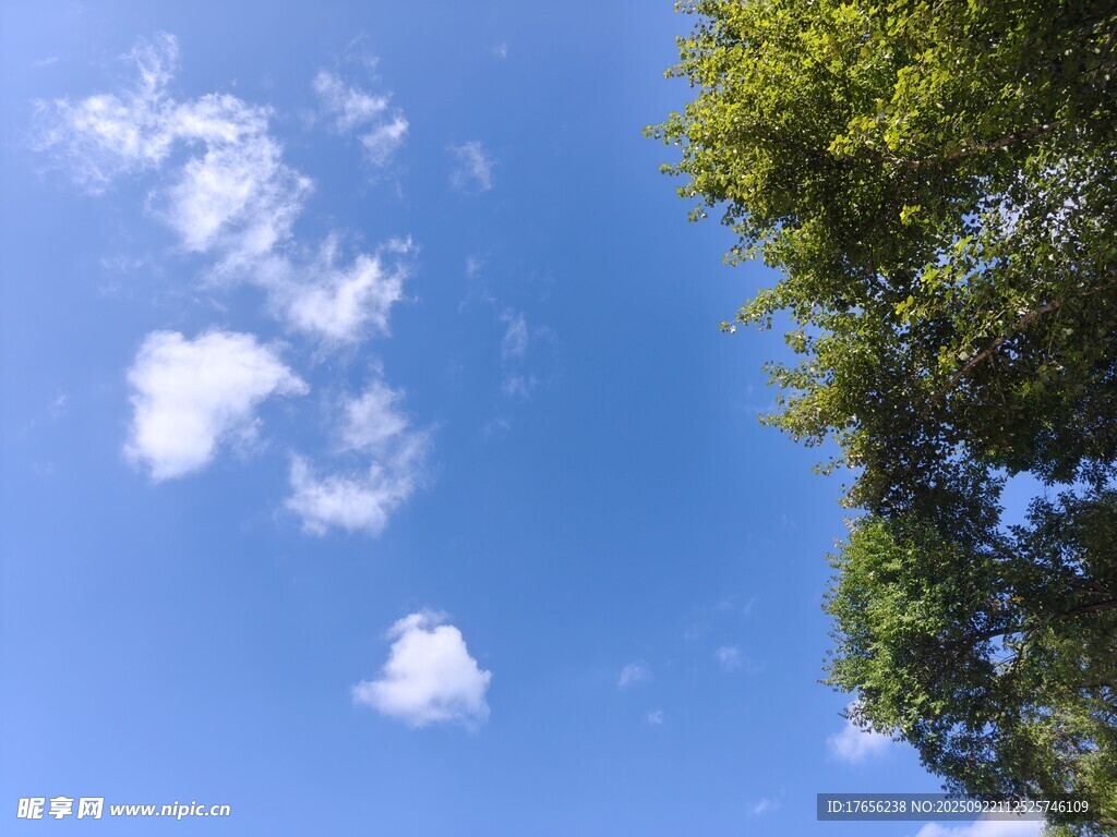 蓝天绿树间的清新景致