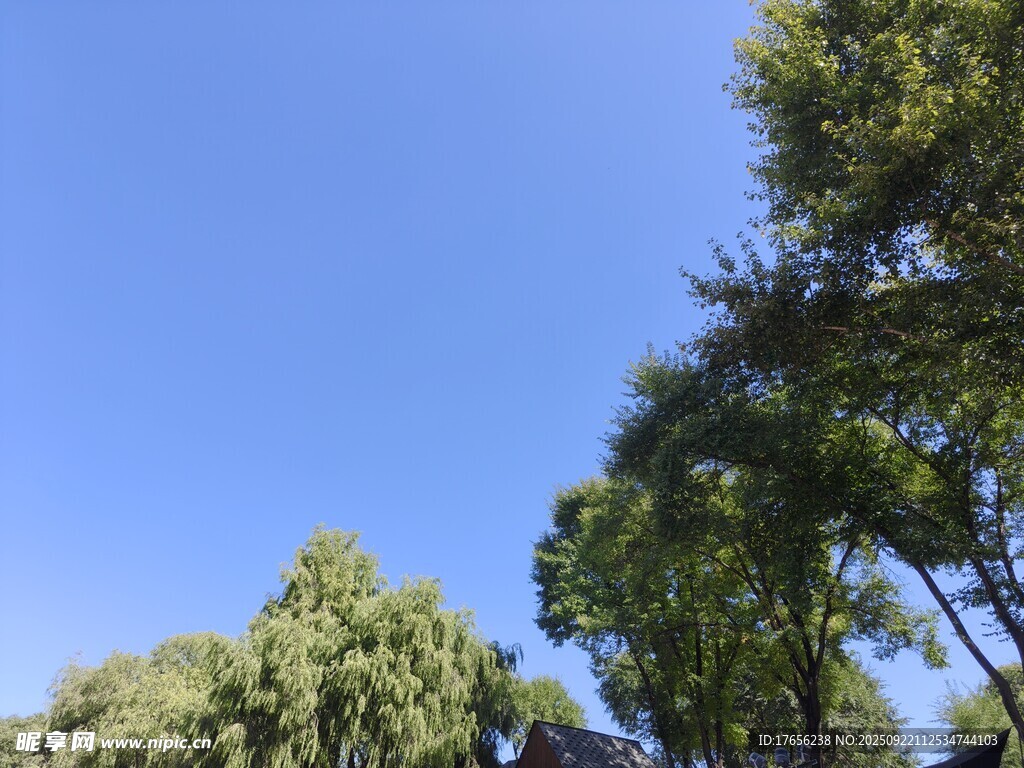 蓝天绿树风景
