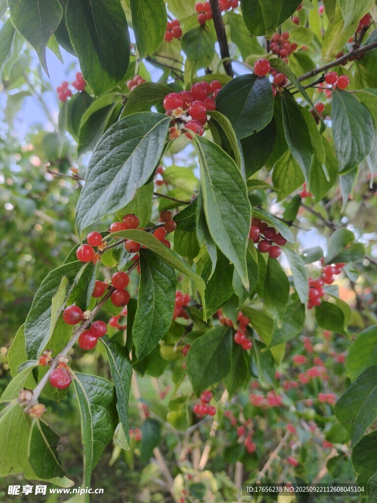 枝头红果绿叶相映成趣