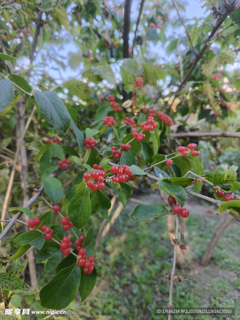 枝头红果绿叶相映成趣