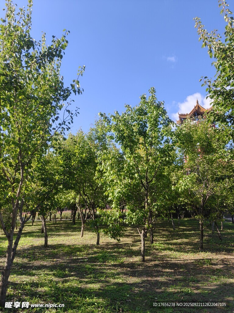 绿树成荫的户外景致