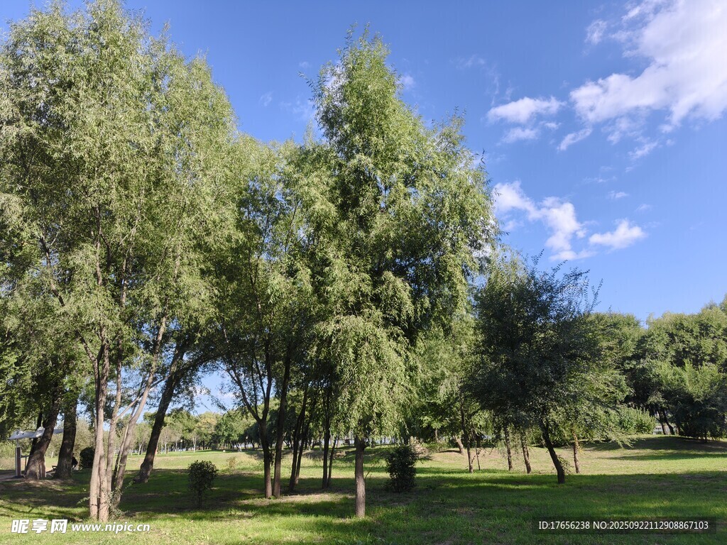 夏日公园绿树蓝天美景